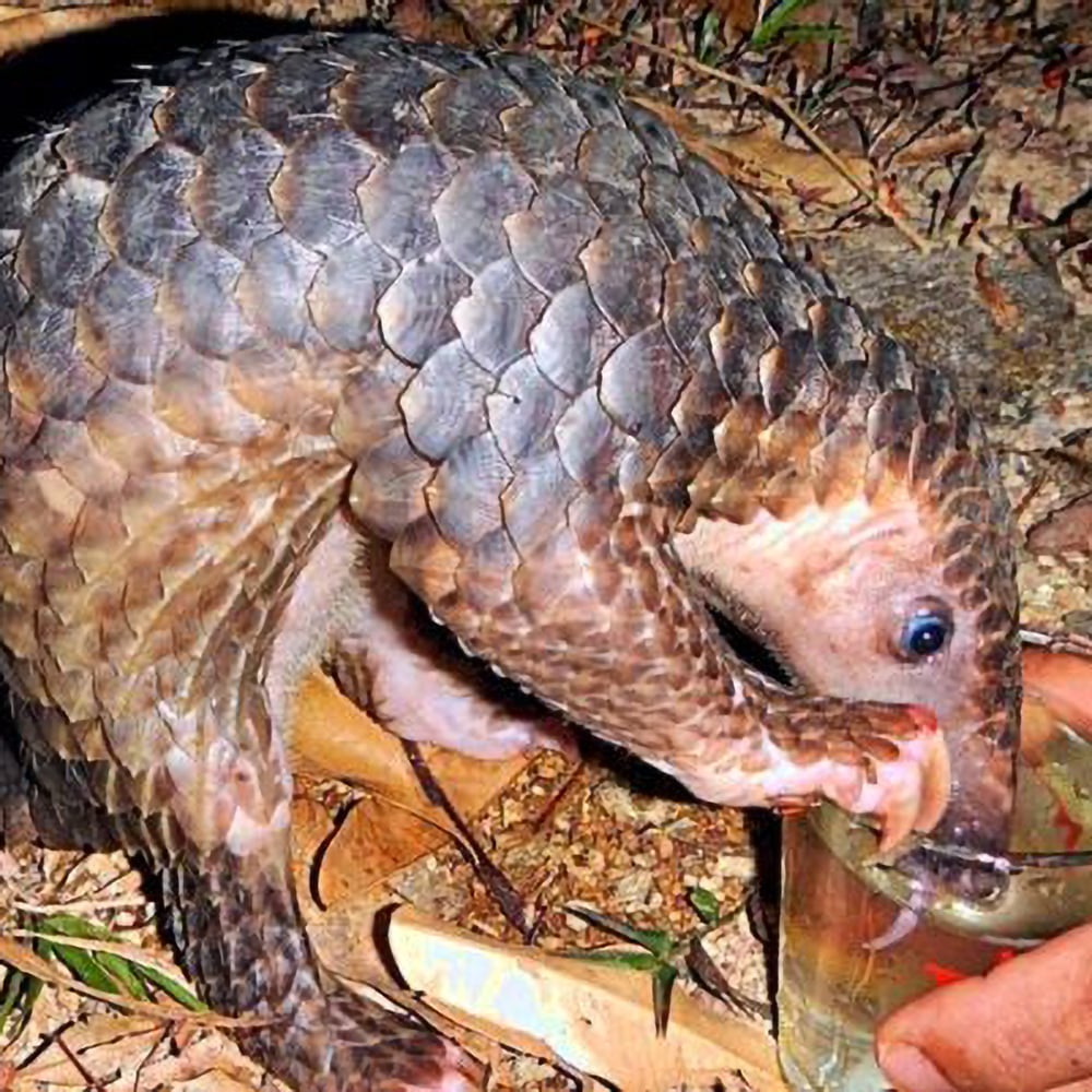 3Rescued-Sunda-Pangolin_-ZSL_-1-768x401 copy